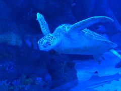 -成都浩海立方海洋公园