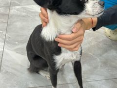 -德元·美联众合24小时动物医院(总院)