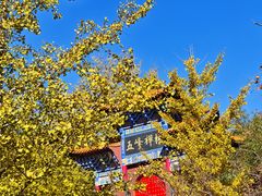 -遵化市禅林寺古银杏风景园