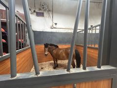 -骑乐马术(广州奥体优托邦中心)