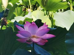 -莲花池公园