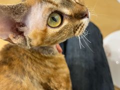 -有喵·猫咖·狗咖·30几只猫10只小狗(岗厦店)