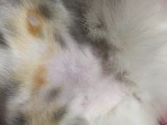 -瑞派·关忠动物医院·猫专科·犬专科(三环新城店)