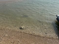 -贝壳沙滩