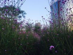 -艾溪湖湿地公园