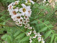 -北京鹫峰国家森林公园