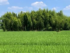-良渚古城遗址公园