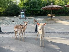 -常州淹城野生动物世界