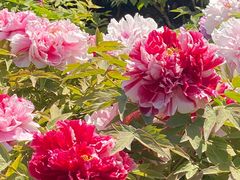 -莲花池公园