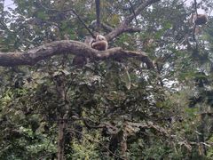 -野象谷景区