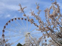 -顾村公园