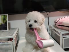 -艾贝尔宠物医院·24H转诊中心·肿瘤猫专科(江宁双龙店)