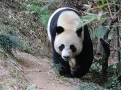 -广州长隆野生动物世界