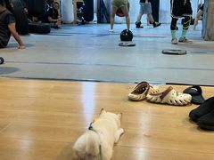 -Uppercut拳馆·Boxing拳击·Muay Thai泰拳