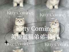 -小猫来了·猫舍(红山六九七九店)