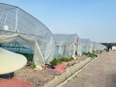 -喜杨洋草莓采摘园