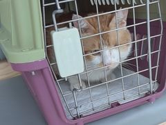 -艾贝尔宠物医院·24H转诊中心·肿瘤猫专科(江宁双龙店)