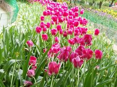 -洛阳郁金香牡丹园