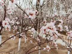 -桃花堤公园