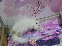 -糯米喵星人总部直营旗舰店·猫舍·幼猫出售