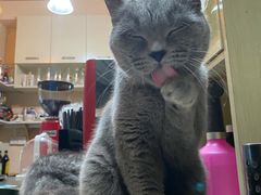 -猫色咖啡·猫咖