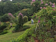 -东莞植物园