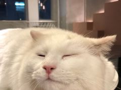 -猫儿山۰猫主题餐厅