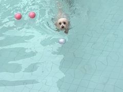 -帕帕拉兹宠物(亚洲旗舰店)