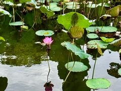 -荔湾湖公园