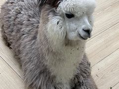 -安格丽娜·狗咖·猫咖羊驼咖(春熙路百盛商场店)
