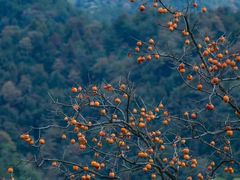-秦岭终南山世界地质公园翠华山景区