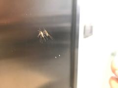 房间里被打死的蚊子-西湖茶墅