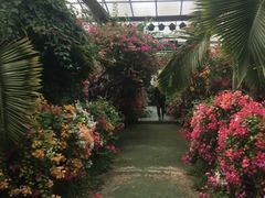 -呀路古热带植物园