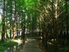 -桤木河湿地公园