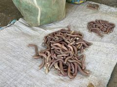 -北海金海湾红树林生态旅游区