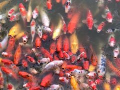 -松山湖梦幻百花洲