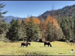 -硗碛藏寨·神木垒景区