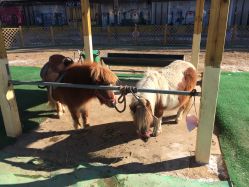 -萌宠亲子动物乐园(槐房万达店)