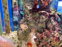 -太平洋海底世界