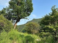 -敕勒川草原