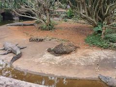 -海南热带野生动植物园