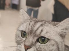 -共舞时光猫咖·狗咖(新街口店)