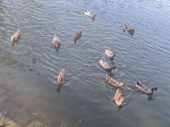 -合肥滨湖国家森林公园