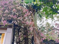 -深圳国际园林花卉博览园