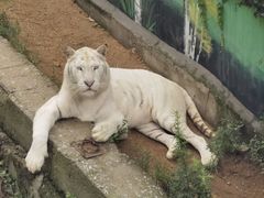 -西霞口神雕山野生动物世界