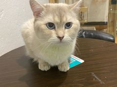 -猫色咖啡·猫咖