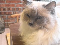 -豆逗聊愈猫阁Easy Life