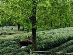 -野蔓果·山野菜(西湖景区·龙井茶田店)