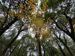 -铁山坪森林公园