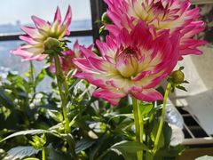 -龙大花卉苗木市场